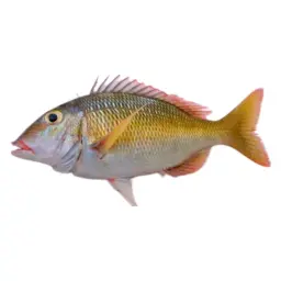 Shaari Fish
